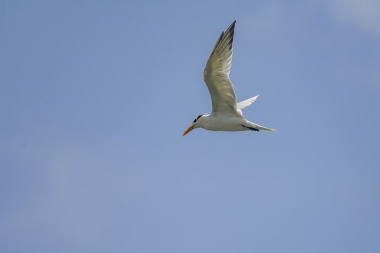 Caspian tern (Hydroprogne caspia), Playa Avellana, Junquillal, Santa Cruz, Guanacaste Province, Costa Rica