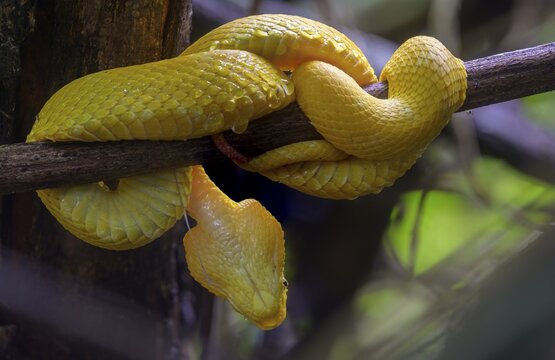 Eyelash pit viper (Bothriechis schlegelii), Cahuita National Park, Puerto Lim&oacute;n, Costa Rica