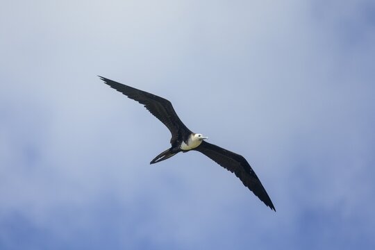 Magnificent frigatebird (Fregata magnificens) juvenile with white ventral plumage, Baya Avellana, Junquillal, Santa Cruz, Guanacaste Province, Costa Rica
