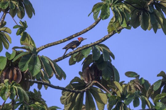Lineated woodpecker (Dryocopus lineatus), Laguna del Lagarto Eco-Lodge, San Carlos, Alajuela Province, Costa Rica