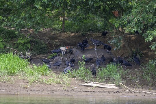 Black vulture (Coragyps atratus) and king vulture (Sarcoramphus papa) at a dead cow, boat trip on the Rio San Carlos, San Carlos, Alajuela Province, Costa Rica