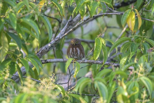 Ferruginous pygmy owl (Glaucidium brasilianum), Laguna del Lagarto Eco-Lodge, San Carlos, Alajuela Province, Costa Rica