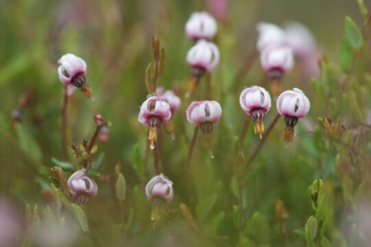 swamp cranberry (Vaccinium occicoccos), Emsland, Lower Saxony, Germany