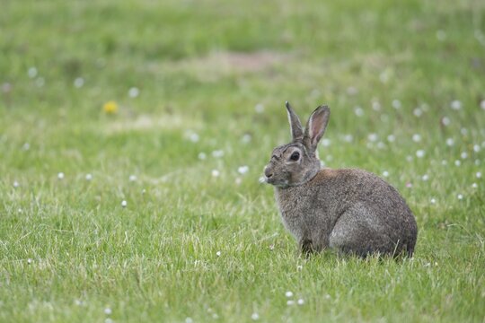 European rabbit (Oryctolagus cuniculus), Emsland, Lower Saxony, Germany