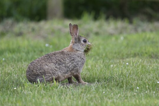European rabbit (Oryctolagus cuniculus) with padding material for the nest, Emsland, Lower Saxony, Germany