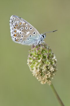 Amanda's Blue (Plebicula amanda), Thuringia, Germany