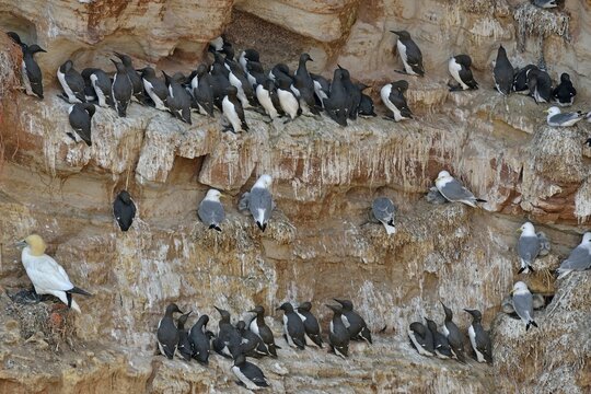 Common common guillemots (Uria aalge) and kittiwakes (Rissa tridactyla), Helgoland, Germany