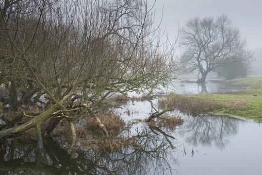 back water of the Ems, feeding traces of european beaver (Castor fiber), Emsland, Lower Saxony, Germany