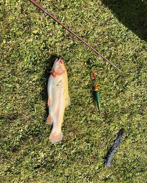 Freshly caught golden trout with rod, float and knife, in the grass, Tyrol, Austria