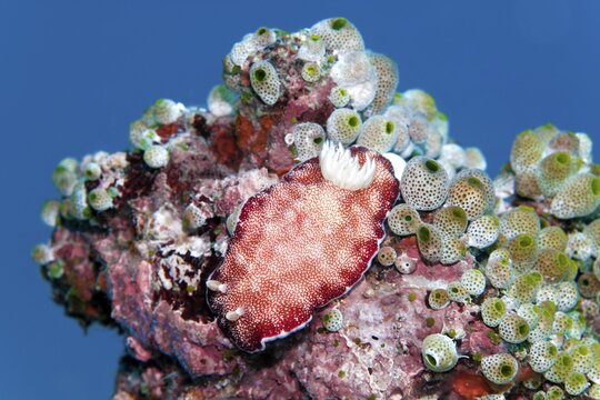 Goniobranchus reticulatus (Chromodoris reticulata), nudibranch, Opisthobranchia crawls between green urn sea squirt (Didemnum molle), red, Banda Sea, Pacific Ocean, Saparua, Island, Moluccas, Indonesia