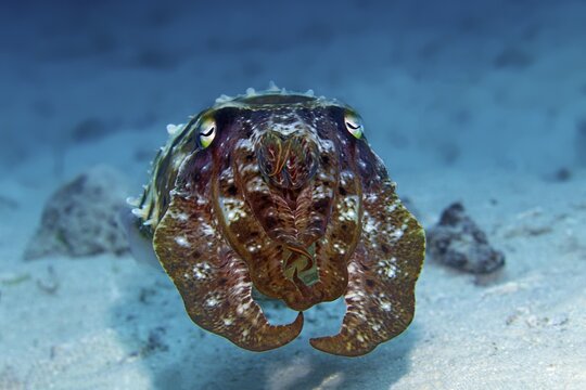 Broad-armed broadclub cuttlefish (Sepia latimanus), Hovering over sandy bottom, Banda Sea, Pacific Ocean, Saparua, Island, Moluccas, Indonesia