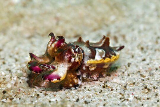 Prachtsepia, or flamboyant cuttlefish (Metasepia pfefferi), or Flaming Sepia, on sandy bottom, Banda Sea, Pacific Ocean, Saparua, Island, Moluccas, Indonesia