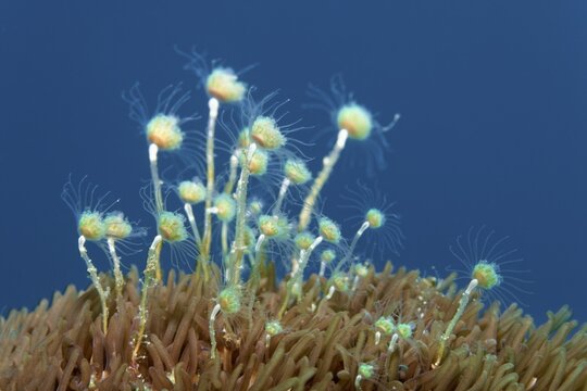 Hydrozone, hydroid (hydrozoa), Banda Sea, Pacific Ocean, Saparua, Island, Moluccas, Indonesia