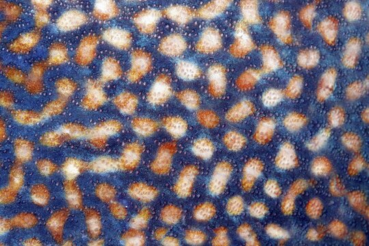 Scales, detail, blue (Pseudobalistes fuscus) stripe triggerfish, Banda Sea, Pacific Ocean, Saparua, Island, Moluccas, Indonesia