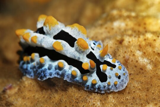 Varicose wart slug (Phyllidia varicosa), crawling over stone coral, Banda Sea, Pacific Ocean, Saparua, Island, Moluccas, Indonesia