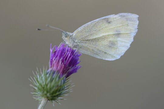 Small cabbage white (Pieris rapae) butterfly, Emsland, Lower Saxony, Germany