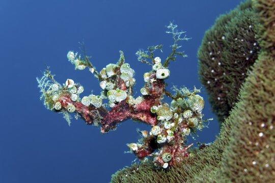 Green urn sea squirt (Didemnum molle), colonise dead hydrozoans, Banda Sea, Pacific Ocean, Saparua, Island, Moluccas, Indonesia