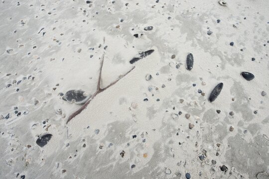 Beach Still Life, Shells and Wood on the Beach, Langeoog, Lower Saxony, Germany