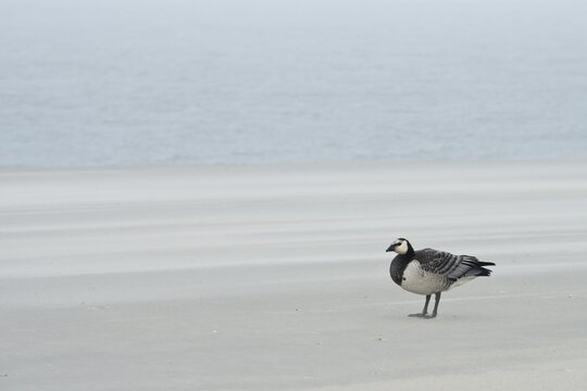 Lone barnacle goose (Branta leucopsis) on the beach, Langeoog, Lower Saxony, Germany