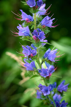 Close-up of blooming common blueweed (Echium vulgare) on a natural background.