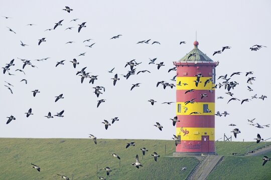 Barnacle geese (Branta leucopsis) at Pilsum lighthouse, East Frisia, Lower Saxony, Germany