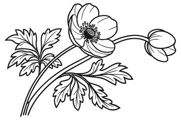 coloring page line art the anemone flower black vector