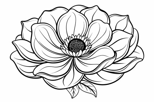 coloring page line art the anemone flower black vector