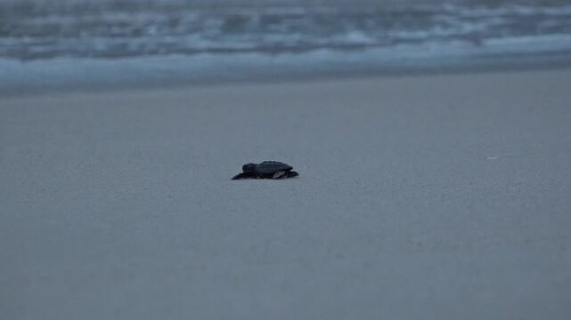 Newborn Leatherback Sea Turtle