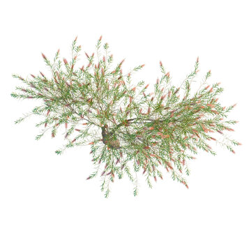 Callistemon viminalis tree plan, top view, cutout, transparent background, isolate, Delicate sprig of pink and green foliage, botanical elements for design and craft projects