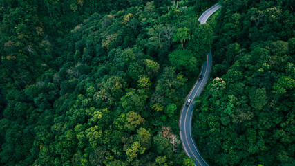 Fototapeta premium Green tropical forest with winding road and cars driving through nature. Strong visual metaphor for clean mobility, sustainable transport and future oriented economic growth.