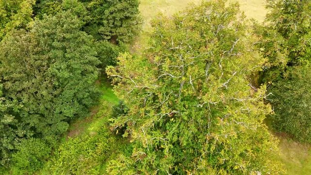 Stunning wide-angle drone footage of Redcastle, a medieval ruin in the Black Isle, Inverness, Scotland, overlooking the scenic Beauly Firth coastline.