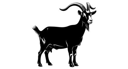Obraz premium Black goat with large curved horns standing on white background.