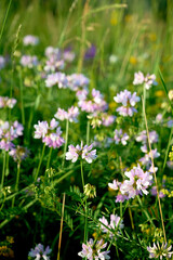 Fototapeta premium Close-up of pink Crown Vetch (Securigera varia) blooming in a summer meadow.