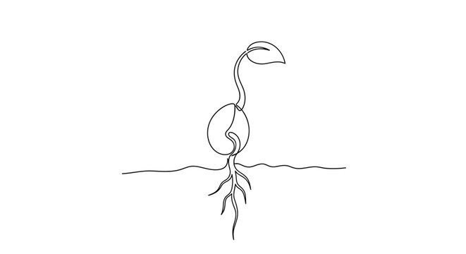 Single line drawing of a seedling sprouting, new growth, roots, and leaves