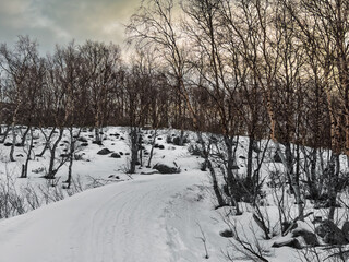 Obraz premium Kirkenes, Norway - December 26, 2025: Nature on and around Jentoftbukta inlet, partly frozen. Sledge and snowmobile tracks in the snow between leafless trees.