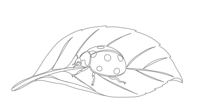 Ladybug on a leaf line art illustration, simple and clean design