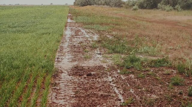 Automated center pivot irrigation over green crop fields 