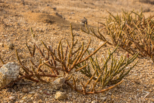 Succulent Karoo" Images  Browse 273 Stock Photos, Vectors, and Video |  Adobe Stock