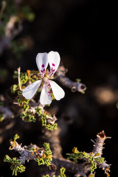 A single beautiful and delicate flower of a desert geraniu