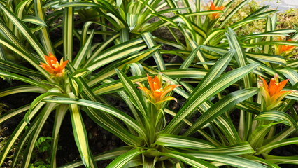 Bromeliaceae, Guzmania 'Ice cream' has long, slender leaves with white variegation in the center. Flowers are borne in upright inflorescences, striking bright orange color. Bracts are reddish-orange  © Vanchuree