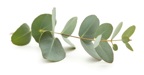 Fototapeta premium Eucalyptus branch with green leaves on white background