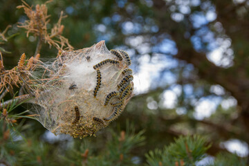 Fototapeta premium Bolsa de seda de la procesionaria del pino. Thaumetopoea pityocampa.