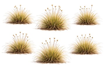 Obraz premium Dry onion grass clumps isolated on a white background.