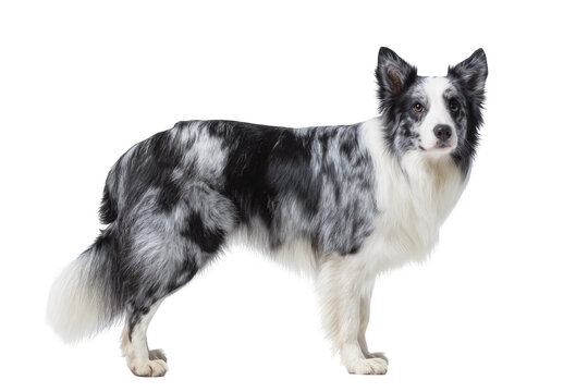 Majestic blue merle Border Collie dog standing gracefully, full body portrait isolated on transparent background PNG, intelligent canine companion