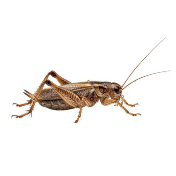 a solitary adult brown house cricket, hyper-detailed side view, granular chitinous exoskeleton and antennae visible on a transparent background. scientific specimen concept