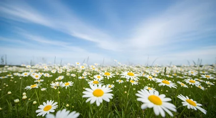 Wandcirkels Ziekenhuis A serene field of white daisies on a sunny day with a blue sky and wispy clouds  © MdJahedul