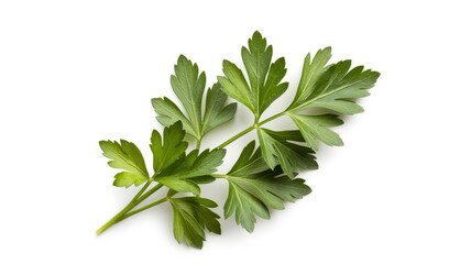 Obraz premium Fresh parsley leaves on white background green herb