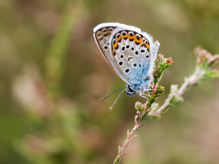 Fototapeta premium Male Silver-studded Blue Butterfly on Bell Heather