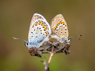 Obraz premium Silver-studded Blue Butterflies Mating. Side View.