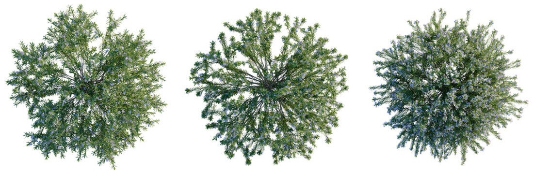 Blue Gem Westringia tree plan, top view, cutout, transparent background, isolate, Detailed close-up of vibrant green pine tree branches with needles, nature background